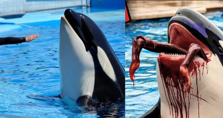 Viral Jessica Radcliffe Tewas Diserang Paus Orca, Ternyata Hoax